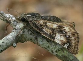 Juvenal's Duskywing